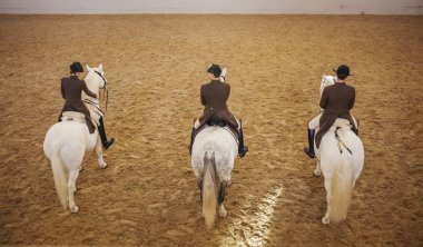 Safkan atlar, Viyana, İspanyol Binicilik Okulu eğitimi