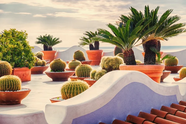 Декоративний сад на даху біля моря — стокове фото