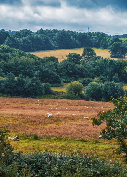 Nature summer panorama — Stock Photo, Image