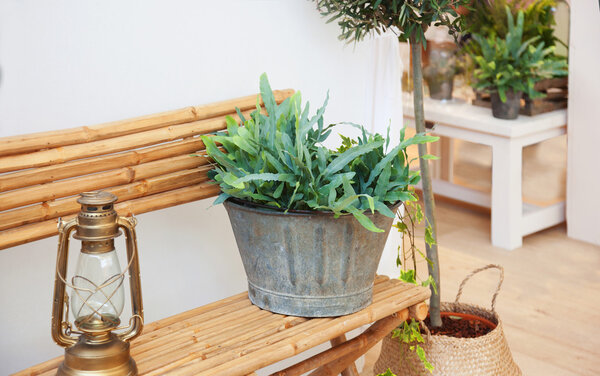 Seasonal plants at home yard