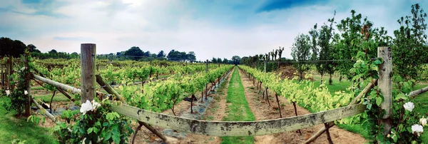 Weingut-Panorama auf Jersey-Insel — Stockfoto