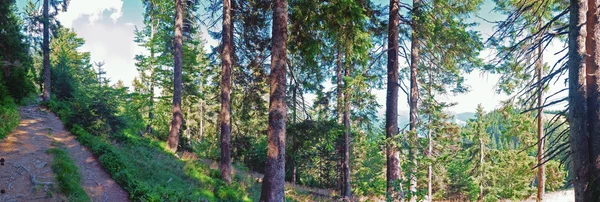 Pěší cesta v černém lese v Německu — Stock fotografie