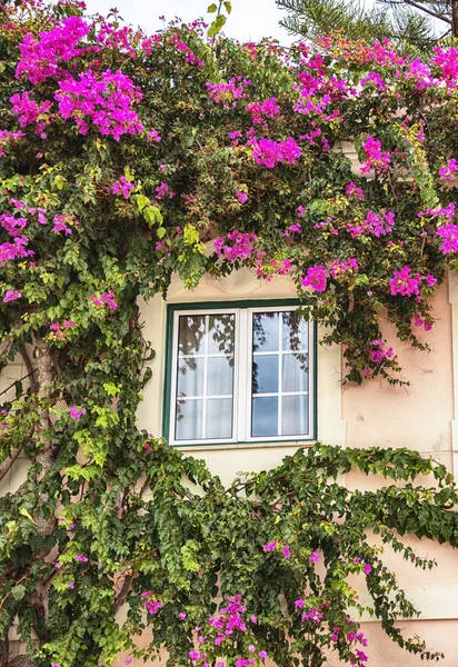 Autumn plants around house window in Portugal — Stock Photo, Image