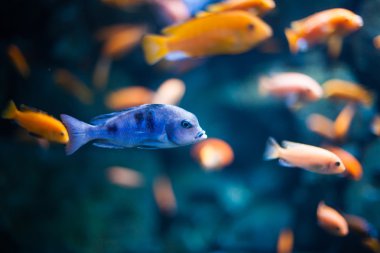 mercan balıklar suda. güzel sualtı fotoğrafları
