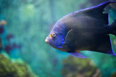 mercan balıklar suda. güzel sualtı fotoğrafları