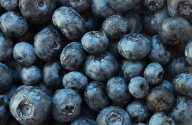 yaban mersini arka plan