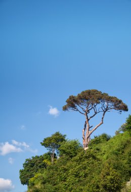 Çam ağacı mavi gökyüzüne karşı