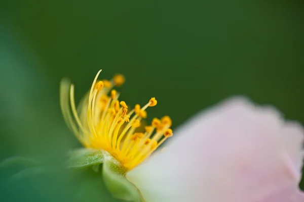 Detailní záběr růžové růže — Stock fotografie