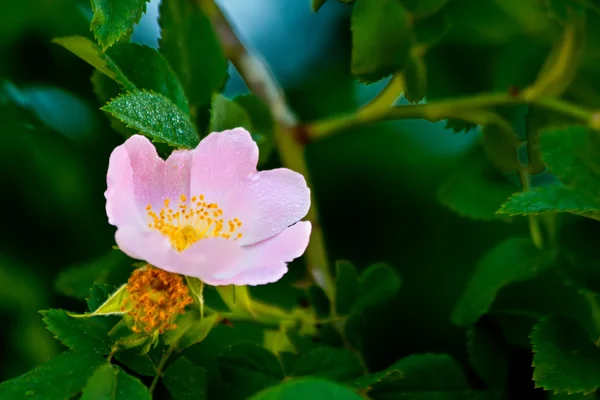 Fechar de uma rosa rosa molhada — Fotografia de Stock