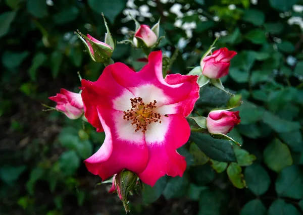 Olhando acima de um monte de rosas — Fotografia de Stock