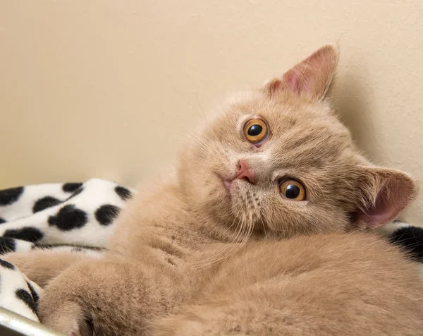 Um gatinho britânico Fawn Shorthair — Fotografia de Stock
