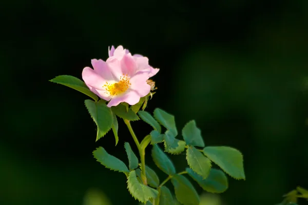 Pembe bir gülü yakından çek — Stok fotoğraf