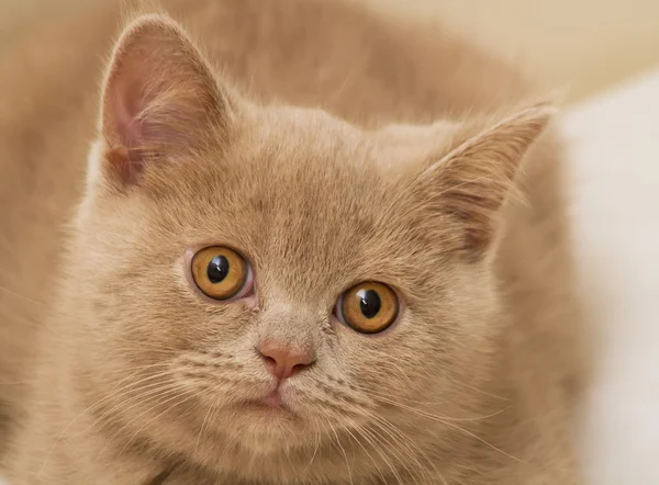 Um gatinho britânico Fawn Shorthair — Fotografia de Stock