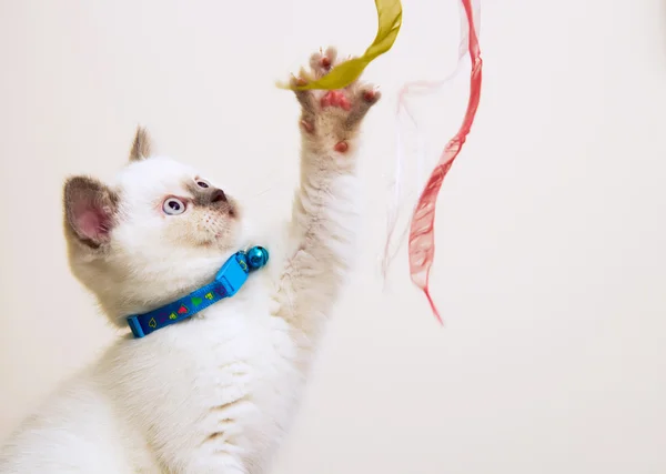 Branco e marrom britânico Shorthair gatinho jogando com fitas — Fotografia de Stock