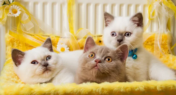 Wit en lichtgeel Britse korthaar Kittens Stockafbeelding