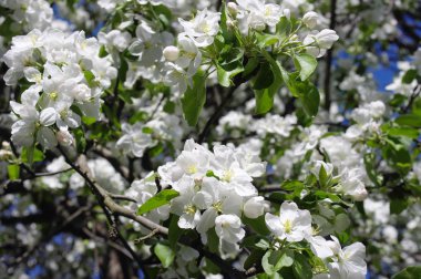 Bahar çiçekli elma ağacı bahçeleri