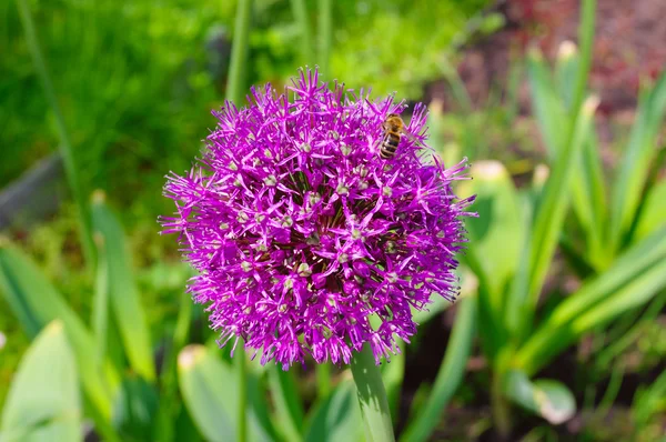 Bi på blomma elefant vitlök sortera — Stockfoto