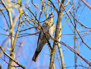 Bahar onun yerel ormandaki bir fieldfare