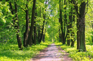 Bahar eski parkta bir ıhlamur sokakta