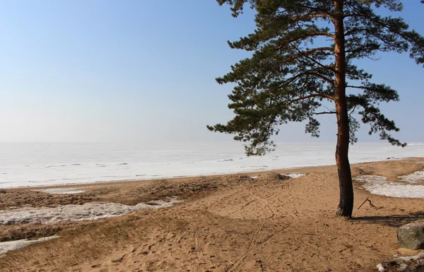 Nord träd och himmel — Stockfoto