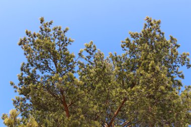 Mavi gökyüzü köknar dalı