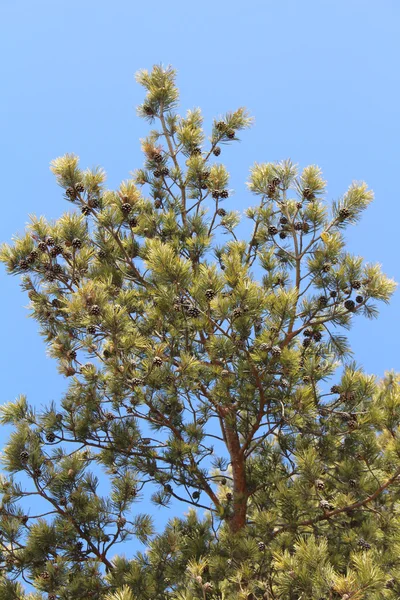 Green fir branches — Stock Photo, Image