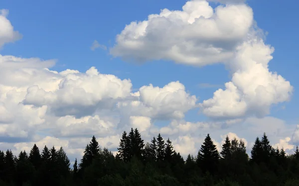 Jehličnatých lesů a mraky — Stock fotografie