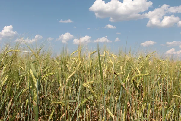 Wheat on field Stock Image