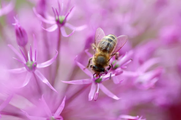 Çiçek arıya — Stok fotoğraf