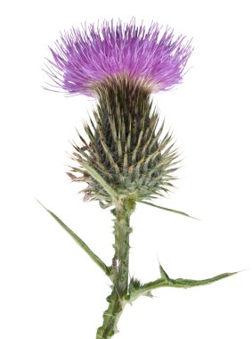 Thistle çiçek beyaz arka plan üzerinde