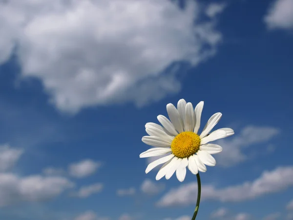 Hamomile on white clouds Royalty Free Stock Photos