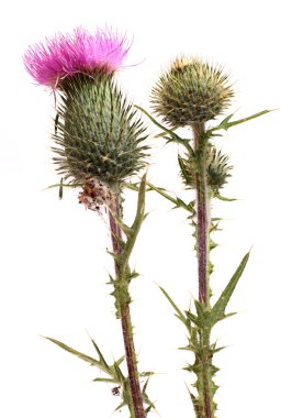 Thistle çiçek beyaz arka plan üzerinde