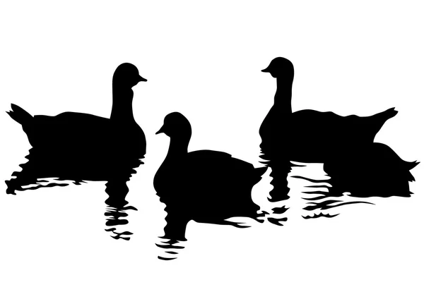 Flock of ducks on white background — Stock Vector