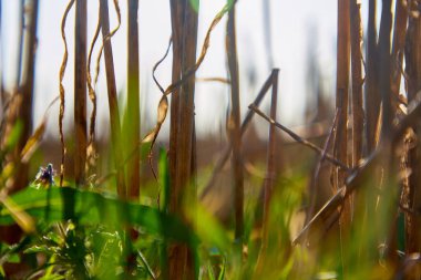 Eski otların arasında büyüyen genç otların yakın çekimi