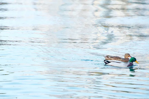 城市里的野鸭 德雷克和鸭子在水里游泳 — 图库照片