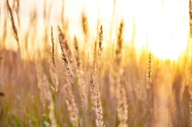 Sarı-yeşil uzun çimenler batan güneşe karşı bir tarlada