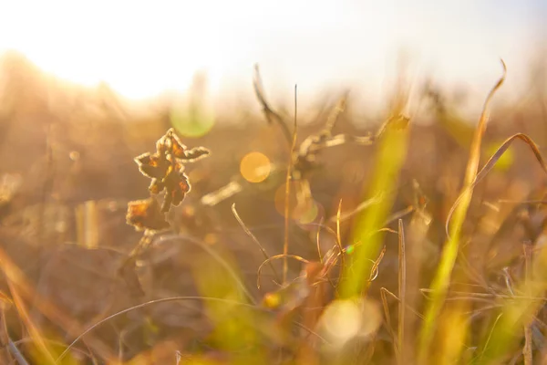 Herbe Automne Devant Soleil Couchant — Photo