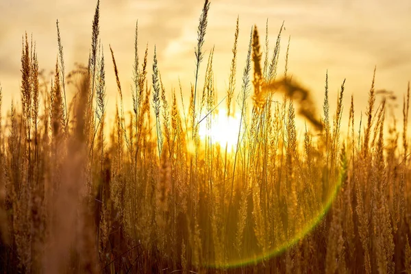 Grama Seca Tomada Contra Pano Fundo Pôr Sol — Fotografia de Stock