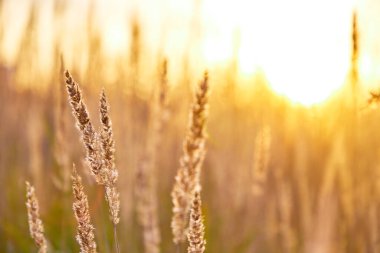 Sarı-yeşil uzun çimenler batan güneşe karşı bir tarlada