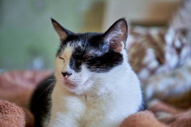 Sevecen kedi evde, yatakta yatıyor.