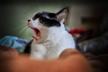 Siyah ve beyaz kedi evde yatarken esniyor.