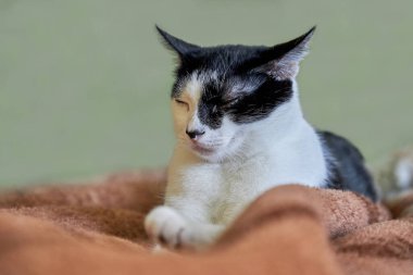 Yatakta uyuyan siyah beyaz bir kedinin portresi