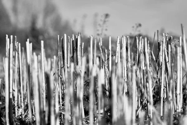 Gesneden uiteinden van droog gras in het veld — Stockfoto