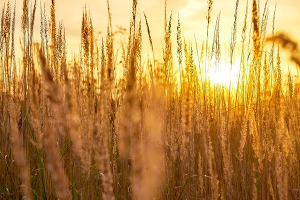 Grand Gazon Dans Champ Contre Soleil Couchant Ciel Rose — Photo