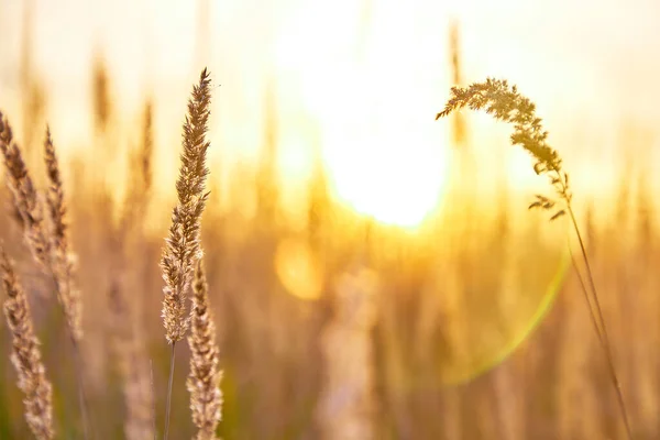 Φθινόπωρο Γρασίδι Μπροστά Από Ηλιοβασίλεμα Ήλιο Ανταύγειες Από Τον Ήλιο — Φωτογραφία Αρχείου