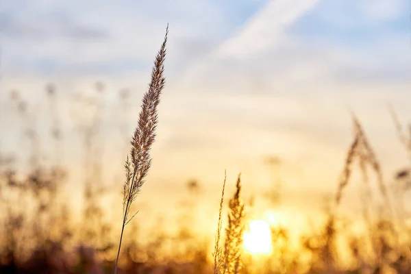 Outono Grama Alta Campo Contra Fundo Sol Manhã Céu Rosa — Fotografia de Stock