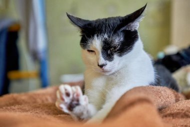 Tembel siyah ve beyaz bir kedi yatağa uzandı. Genç hayvan ya uyudu ya da yeni uyandı. Uzamış bacaklar ve kavisli bir vücut.