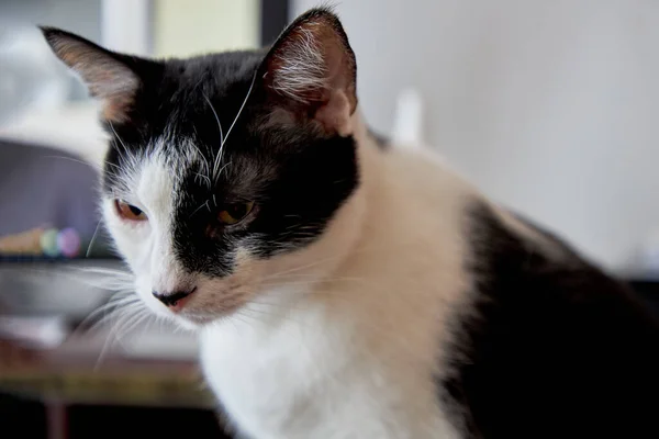 Domestic Cat Sitting Window — Stock Photo, Image