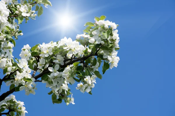 Cherry tree flowers — Stock Photo, Image