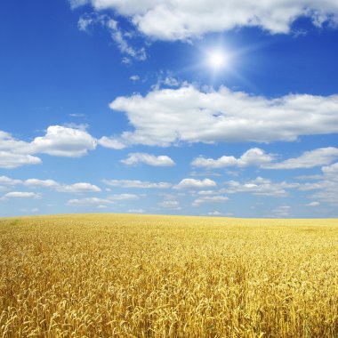 Buğday tarlası ve güneşli mavi gökyüzü